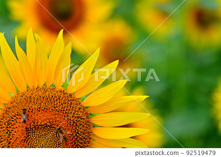 Sunflowers in full bloom in reclaimed land Sunflowers in full bloom in reclaimed land 92519479