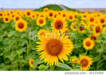 Sunflowers in full bloom in reclaimed land Sunflowers in full bloom in reclaimed land 92519480