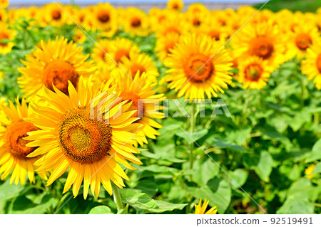 Sunflowers in full bloom in reclaimed land 92519491