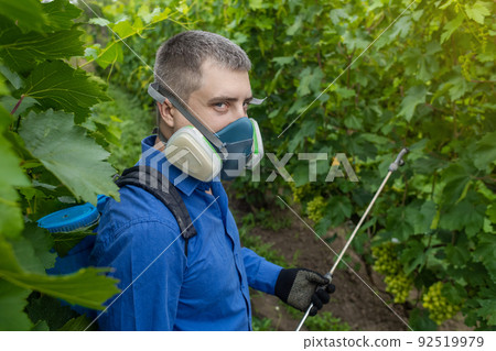 Farmer in a protective mask sprays grapes. Control of diseases of fruit trees. Insecticides and pesticides in farming. Harvest protection. Manual sprayer. Mildew, oidium, anthracnose Farmer in a protective mask sprays grapes. Control of diseases of fruit trees. Insecticides and pesticides in farming. Harvest protection. Manual sprayer. Mildew, oidium, anthracnose 92519979