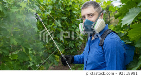 Farmer in a protective mask sprays grapes. Control of diseases of fruit trees. Insecticides and pesticides in farming. Harvest protection. Manual sprayer. Mildew, oidium, anthracnose 92519981