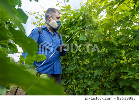 Farmer in a protective mask sprays grapes. Control of diseases of fruit trees. Insecticides and pesticides in farming. Harvest protection. Manual sprayer. Mildew, oidium, anthracnose 92519985