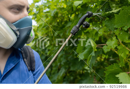 Farmer in a protective mask sprays grapes. Control of diseases of fruit trees. Insecticides and pesticides in farming. Harvest protection. Manual sprayer. Mildew, oidium, anthracnose Farmer in a protective mask sprays grapes. Control of diseases of fruit trees. Insecticides and pesticides in farming. Harvest protection. Manual sprayer. Mildew, oidium, anthracnose 92519986