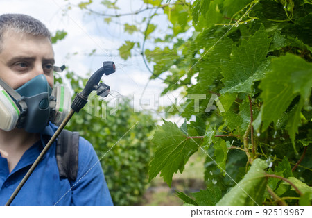 Farmer in a protective mask sprays grapes. Control of diseases of fruit trees. Insecticides and pesticides in farming. Harvest protection. Manual sprayer. Mildew, oidium, anthracnose Farmer in a protective mask sprays grapes. Control of diseases of fruit trees. Insecticides and pesticides in farming. Harvest protection. Manual sprayer. Mildew, oidium, anthracnose 92519987