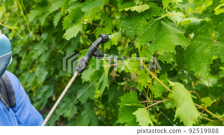 Farmer in a protective mask sprays grapes. Control of diseases of fruit trees. Insecticides and pesticides in farming. Harvest protection. Manual sprayer. Mildew, oidium, anthracnose 92519988