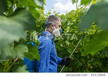 Farmer in a protective mask sprays grapes. Control of diseases of fruit trees. Insecticides and pesticides in farming. Harvest protection. Manual sprayer. Mildew, oidium, anthracnose Farmer in a protective mask sprays grapes. Control of diseases of fruit trees. Insecticides and pesticides in farming. Harvest protection. Manual sprayer. Mildew, oidium, anthracnose 92519989