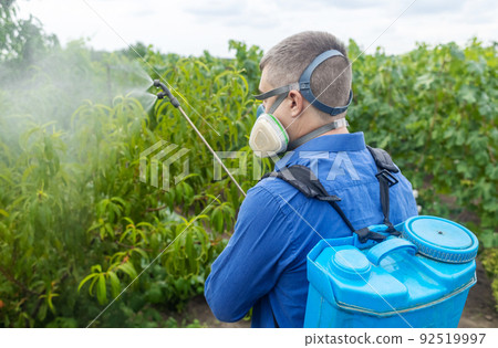 Farmer in a protective mask sprays grapes. Control of diseases of fruit trees. Insecticides and pesticides in farming. Harvest protection. Manual sprayer. Mildew, oidium, anthracnose Farmer in a protective mask sprays grapes. Control of diseases of fruit trees. Insecticides and pesticides in farming. Harvest protection. Manual sprayer. Mildew, oidium, anthracnose 92519997