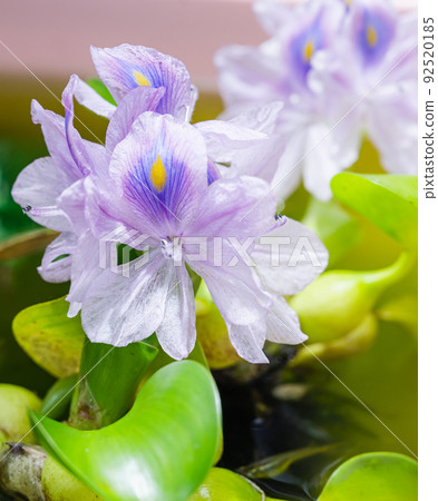 Water hyacinth blooming in the biotope of the balcony Water hyacinth blooming in the biotope of the balcony 92520185