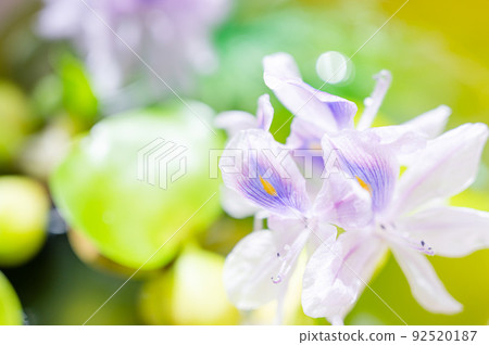 Water hyacinth blooming in the biotope of the balcony Water hyacinth blooming in the biotope of the balcony 92520187