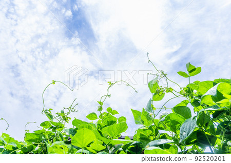 藍天和摩洛哥豆藤 92520201
