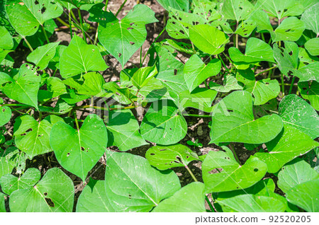 Home garden pesticide-free sweet potato leaves 92520205