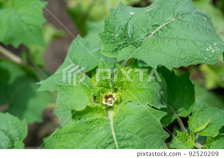 Yellow flowers of edible physalis 92520209