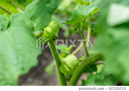Edible physalis in the vegetable garden 92520210