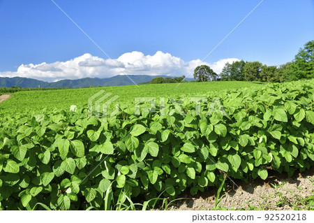 Photographing the scenery of a soybean field with lush foliage in Assabu-cho, Hokkaido in the summer Photographing the scenery of a soybean field with lush foliage in Assabu-cho, Hokkaido in the summer 92520218
