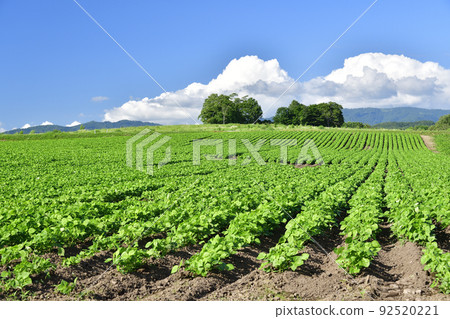 Photographing the scenery of a soybean field with lush foliage in Assabu-cho, Hokkaido in the summer Photographing the scenery of a soybean field with lush foliage in Assabu-cho, Hokkaido in the summer 92520221