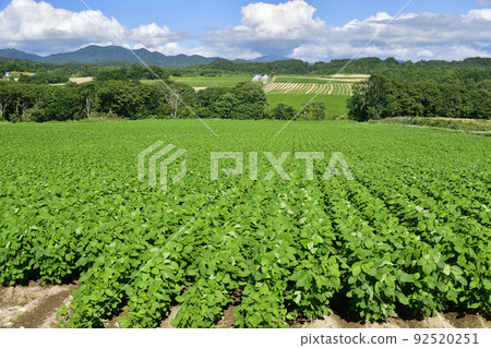 拍攝夏季北海道淺草町的茂密大豆田風光 拍攝夏季北海道淺草町的茂密大豆田風光 92520251