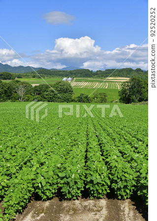 拍攝夏季北海道淺草町的茂密大豆田風光 拍攝夏季北海道淺草町的茂密大豆田風光 92520252