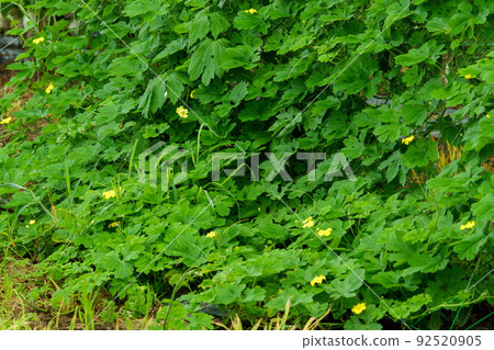 Bitter gourd grown in the field Bitter gourd grown in the field 92520905