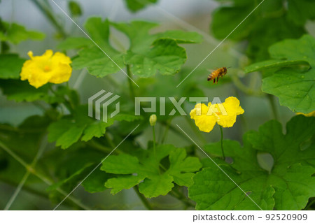 Bitter gourd grown in the field Bitter gourd grown in the field 92520909