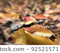 Fallen leaves  92521571