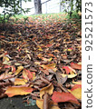 Fallen leaves  92521573