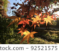Maple leaves in autumn colors 92521575