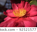 Camellia 92521577