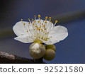 Plum blossoms 92521580
