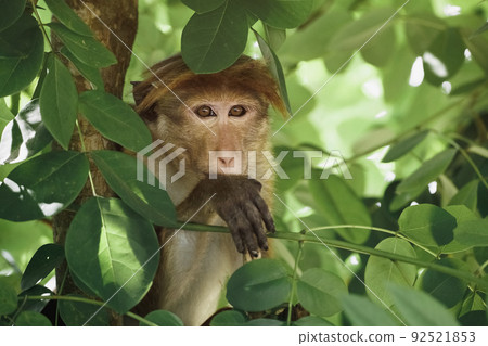Monkey Portrait. Close-up of a Monkey Face in a Natural Forest 92521853