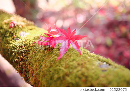 Beautiful autumn leaves and fallen leaves Beautiful autumn leaves and fallen leaves 92522073