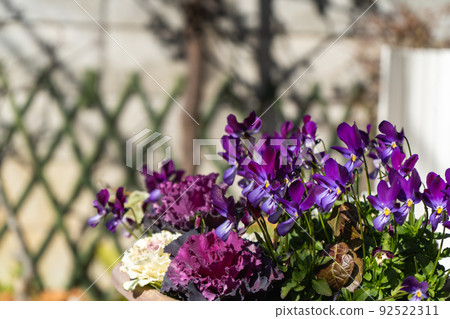 Viola facing the spring sunshine 92522311