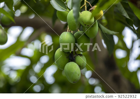 芒果, 土芒果，芒果樹，マンゴー、土壌マンゴー、マンゴーの木、mango, soil mango, 92522932