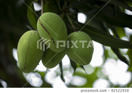 芒果, 土芒果,芒果樹,マンゴー、土壌マンゴー、マンゴーの木、mango, soil mango, 芒果, 土芒果,芒果樹,マンゴー、土壌マンゴー、マンゴーの木、mango, soil mango, 92522938