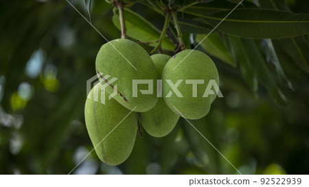 芒果, 土芒果,芒果樹,マンゴー、土壌マンゴー、マンゴーの木、mango, soil mango, 芒果, 土芒果,芒果樹,マンゴー、土壌マンゴー、マンゴーの木、mango, soil mango, 92522939