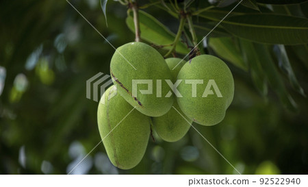 芒果, 土芒果,芒果樹,マンゴー、土壌マンゴー、マンゴーの木、mango, soil mango, 芒果, 土芒果,芒果樹,マンゴー、土壌マンゴー、マンゴーの木、mango, soil mango, 92522940