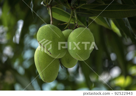 芒果, 土芒果,芒果樹,マンゴー、土壌マンゴー、マンゴーの木、mango, soil mango, 芒果, 土芒果,芒果樹,マンゴー、土壌マンゴー、マンゴーの木、mango, soil mango, 92522943