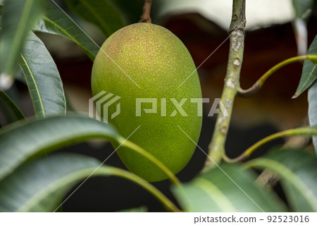  Mango, love mango, Mango, Mango Irwin 92523016