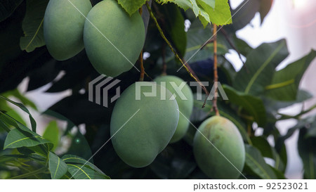  芒果，愛芒果，芒果，芒果歐文 92523021