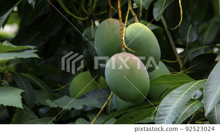 芒果,愛芒果,芒果,芒果歐文 芒果,愛芒果,芒果,芒果歐文 92523024