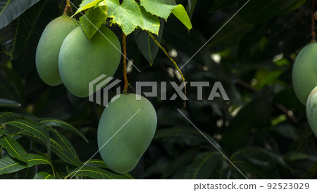  芒果，愛芒果，芒果，芒果歐文 92523029