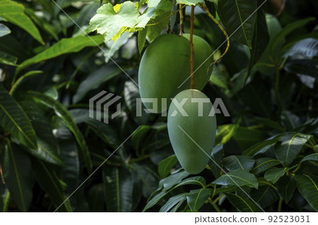 芒果,愛芒果,芒果,芒果歐文 芒果,愛芒果,芒果,芒果歐文 92523031