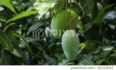  芒果，愛芒果，芒果，芒果歐文 92523032