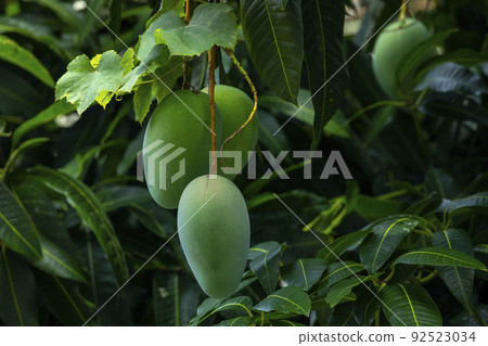  Mango, love mango, Mango, Mango Irwin 92523034