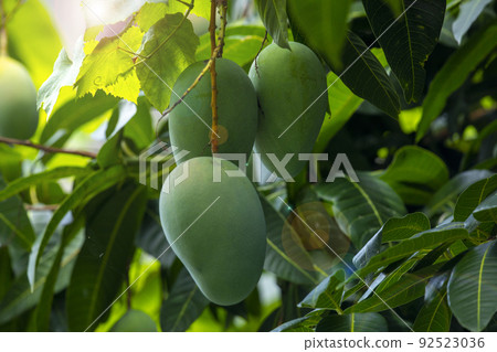  芒果，愛芒果，芒果，芒果歐文 92523036
