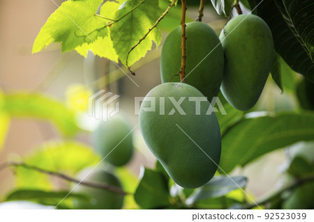 芒果,愛芒果,芒果,芒果歐文 芒果,愛芒果,芒果,芒果歐文 92523039