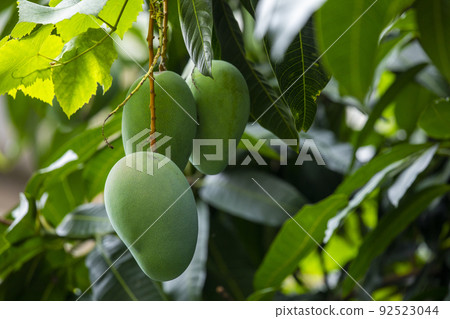 芒果,愛芒果,芒果,芒果歐文 芒果,愛芒果,芒果,芒果歐文 92523044