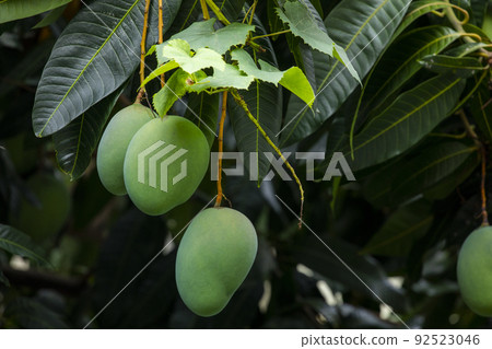  芒果，愛芒果，芒果，芒果歐文 92523046