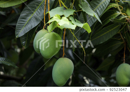  芒果，愛芒果，芒果，芒果歐文 92523047