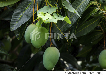  芒果，愛芒果，芒果，芒果歐文 92523048