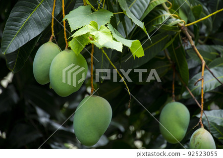  芒果，愛芒果，芒果，芒果歐文 92523055